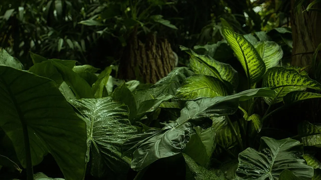 forêt