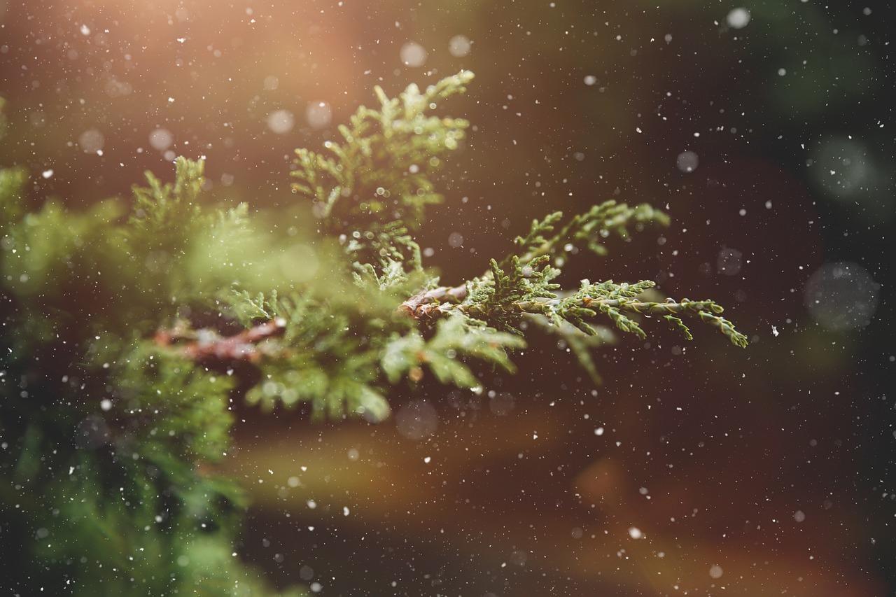 Sapin de noel