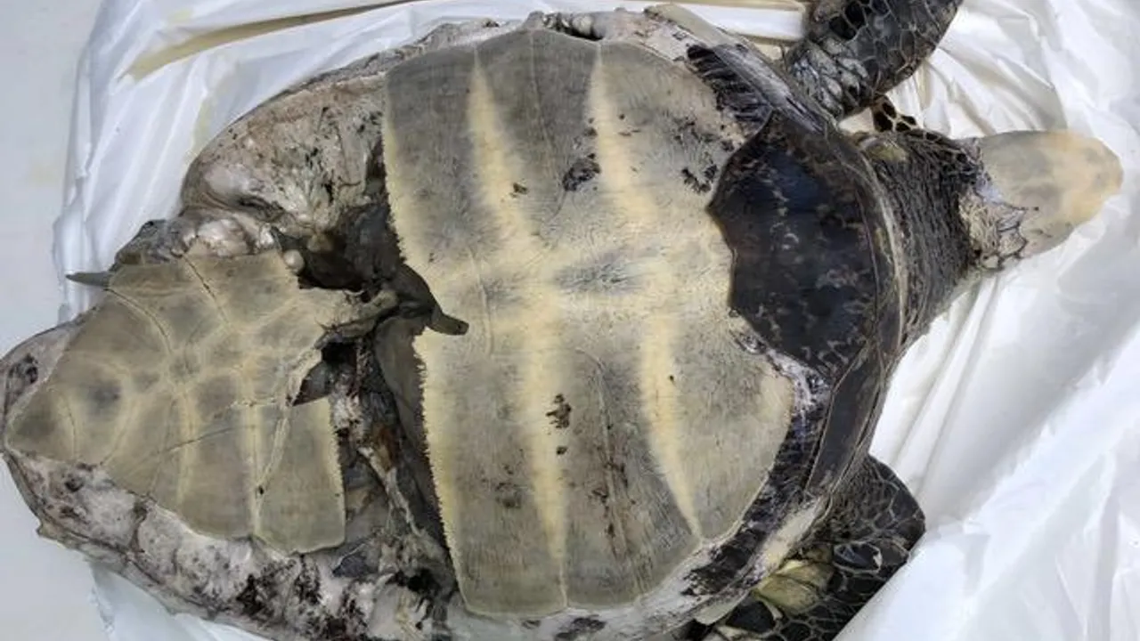 Tortue verte