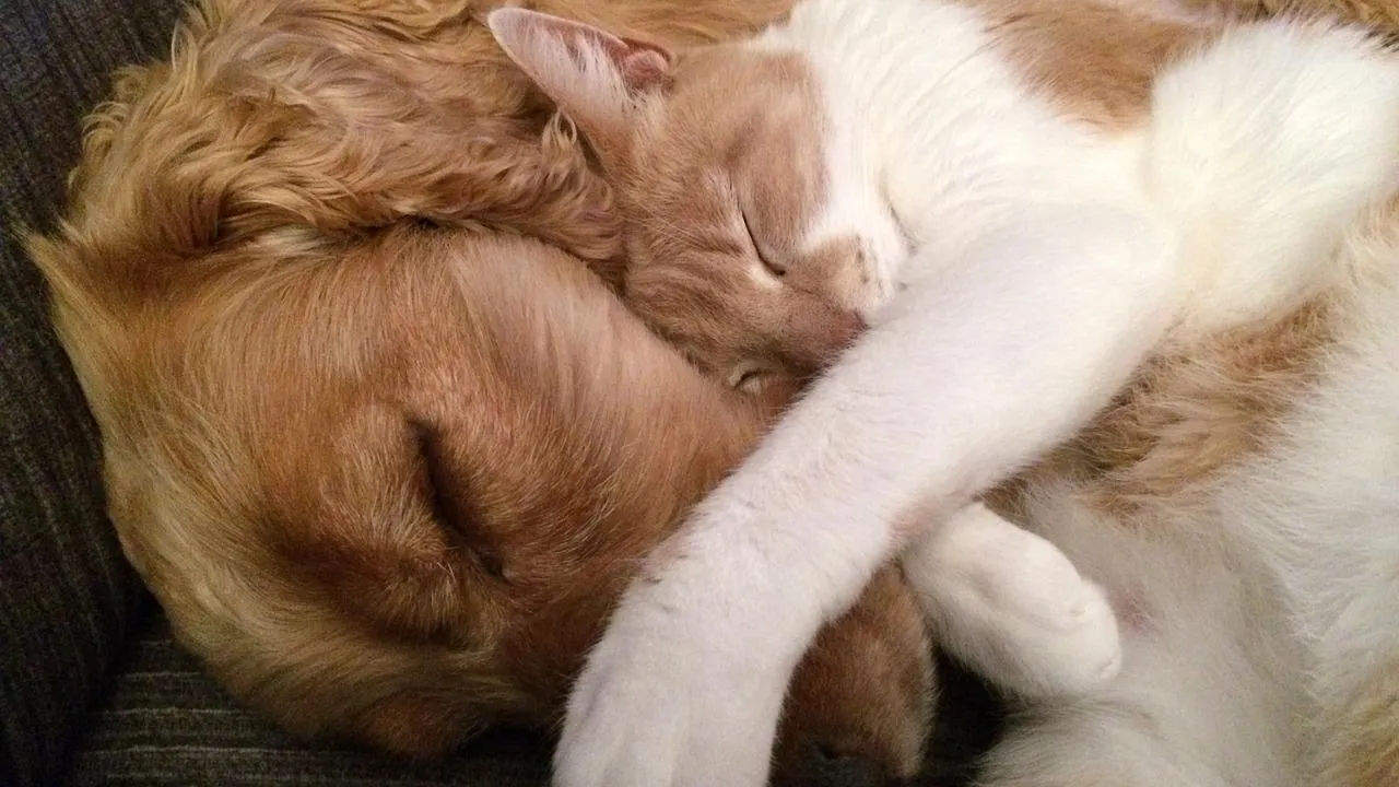 cat-and-dog-775116_1280