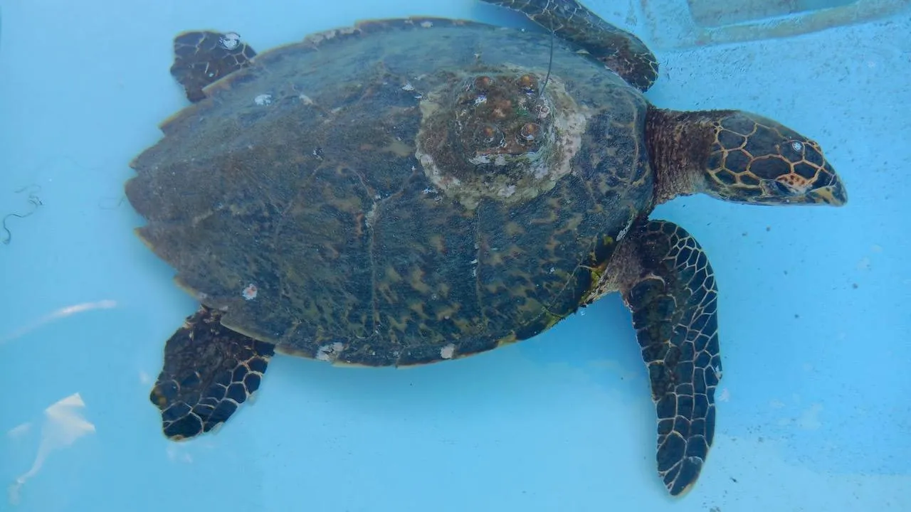 tortue