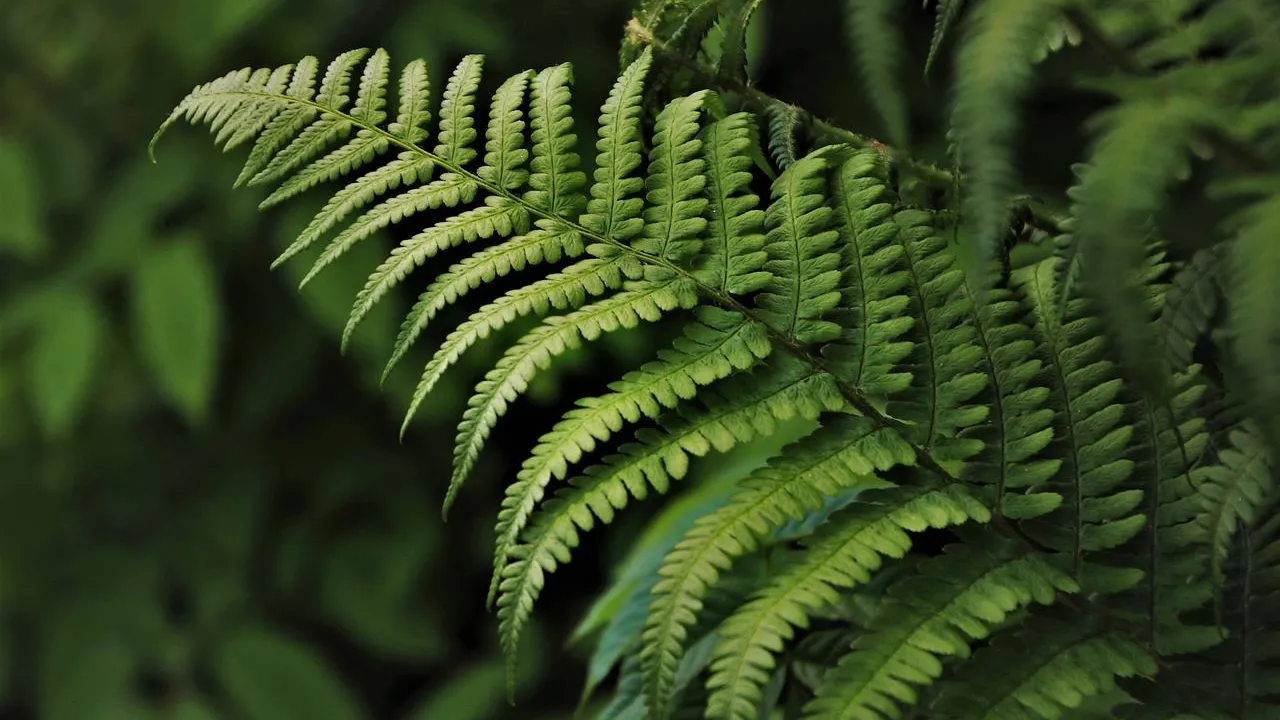 green-4183977_1280