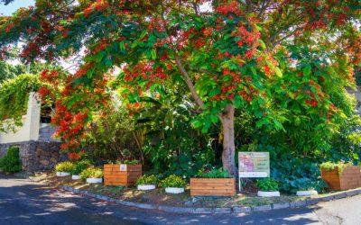 Flamboyante transformation du cadre de vie à Portail-Bois de Nèfles
