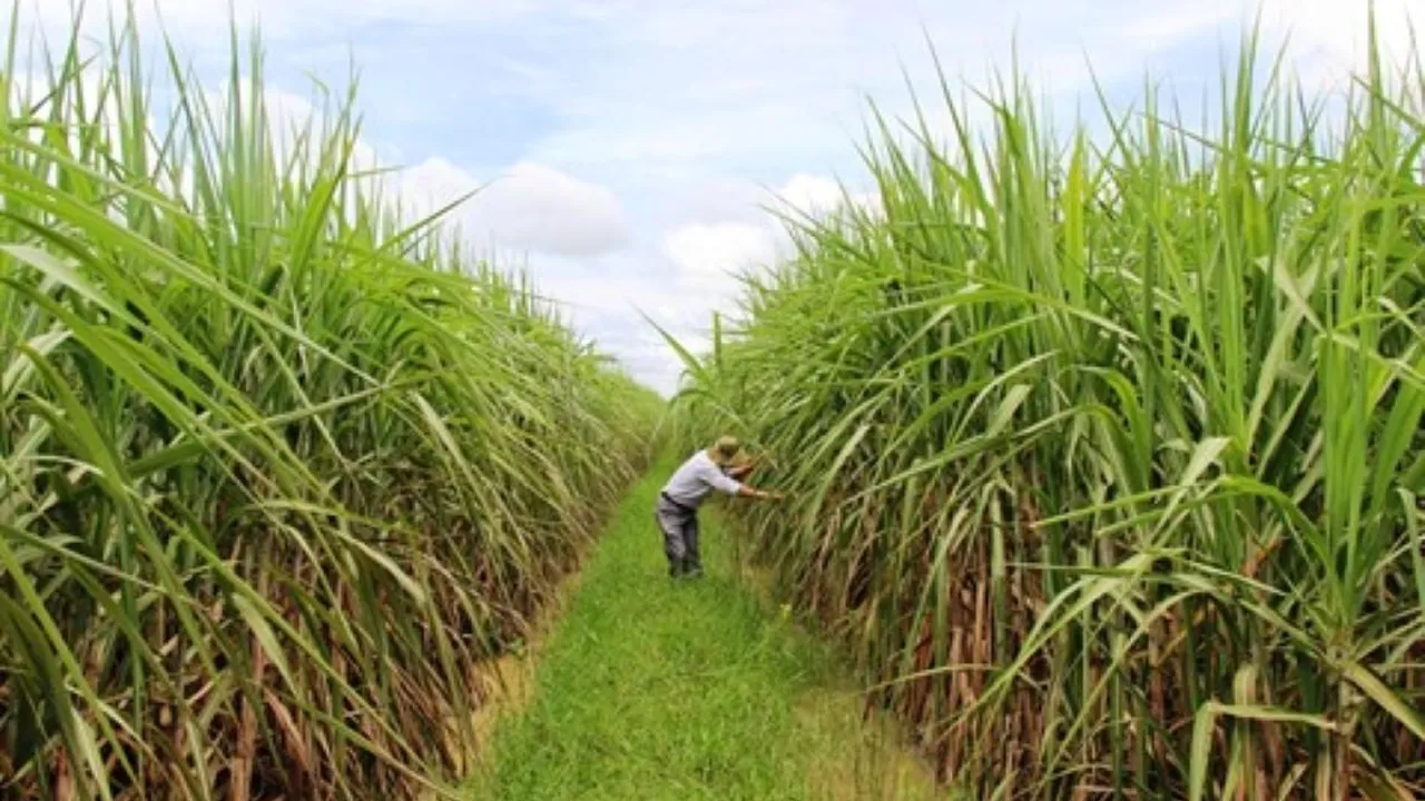planteur canne Glyphosate
