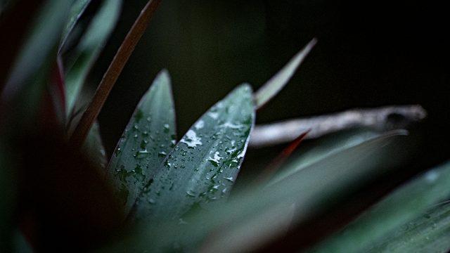 Des gouttes de pluie tombent sur une feuille