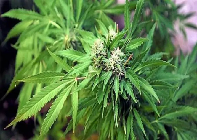 zinfos974-un-arsenal-de-culture-de-zamal-decouvert-a-cause-dune-forte-odeur-31229305-29522362 Zamal cannabis drogue-policier