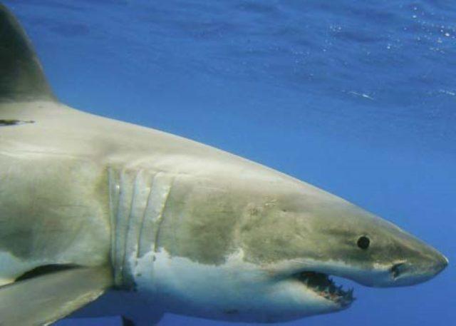 Requin bouledogue