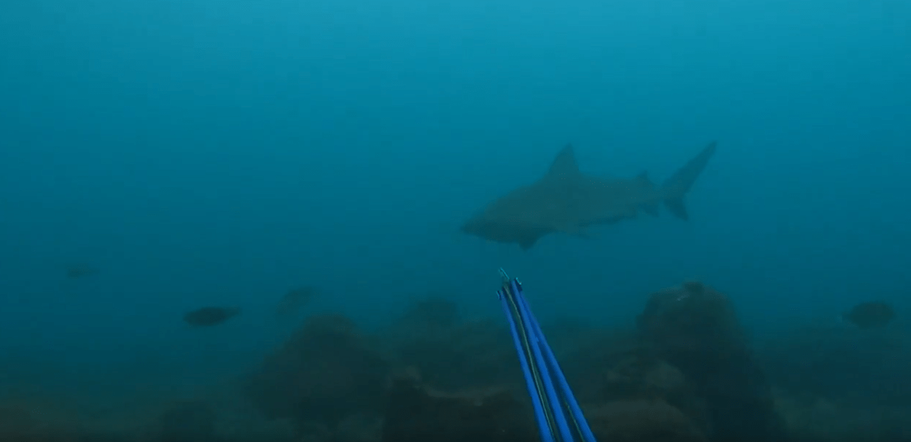 requin