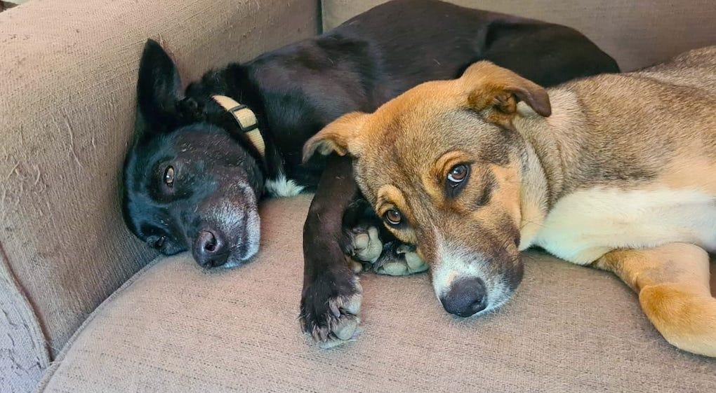 Chiens louve et inna