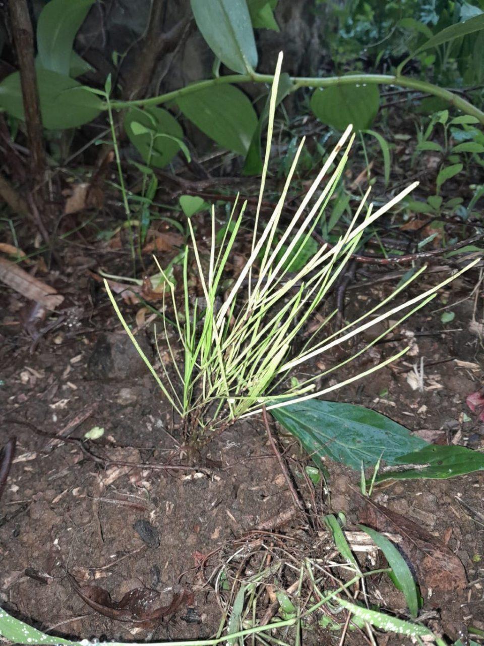 Plantindigeneterhuberdelisle