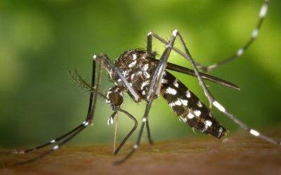 Face à la dengue, adoptons les bons gestes : « Mon kaz, pa la kaz moustik ! »