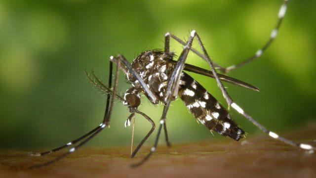 Chikungunya