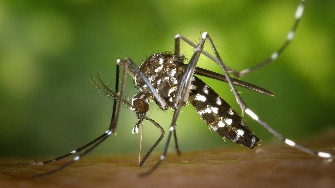 Chikungunya