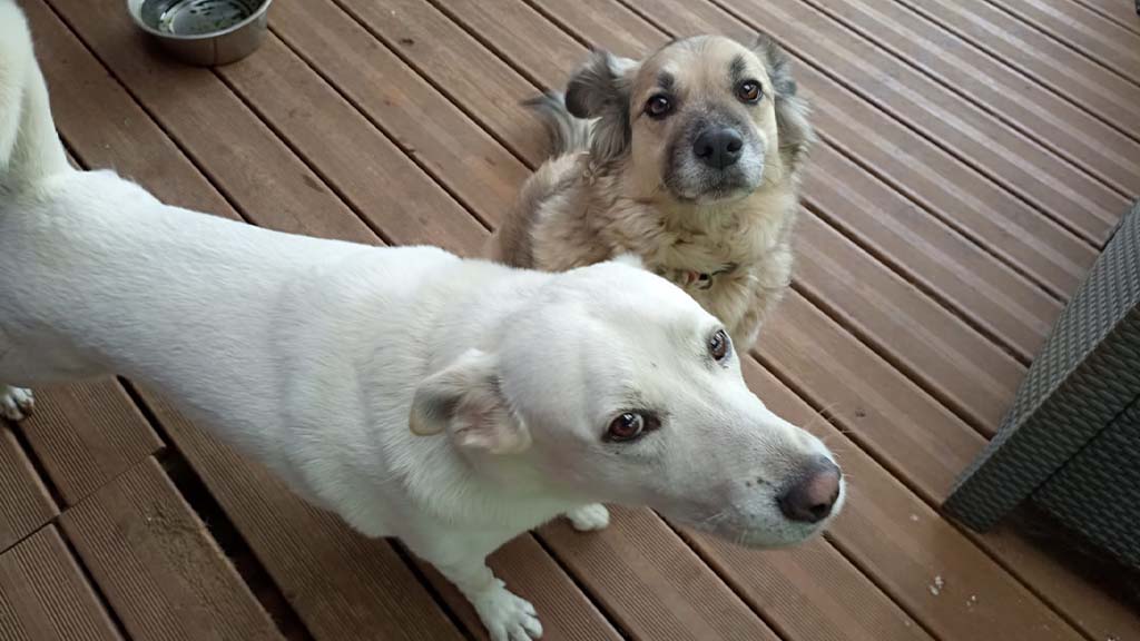 chiens