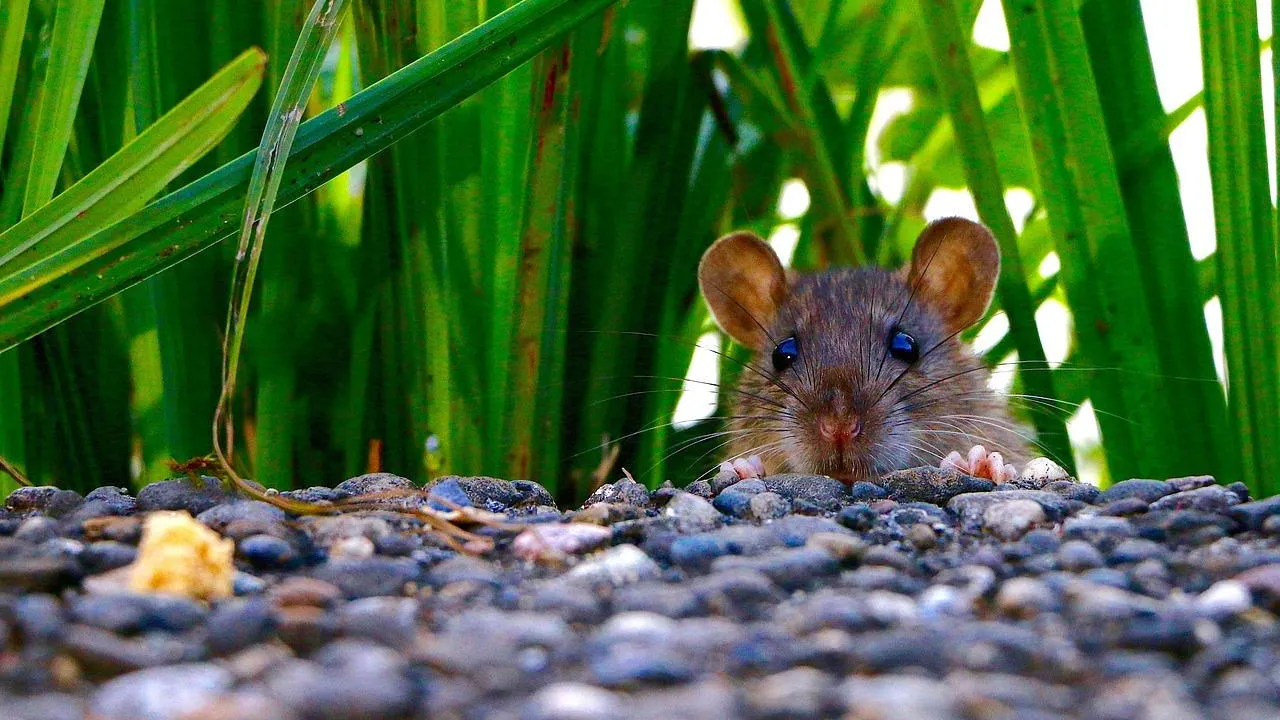rat - leptospirose leptospirose