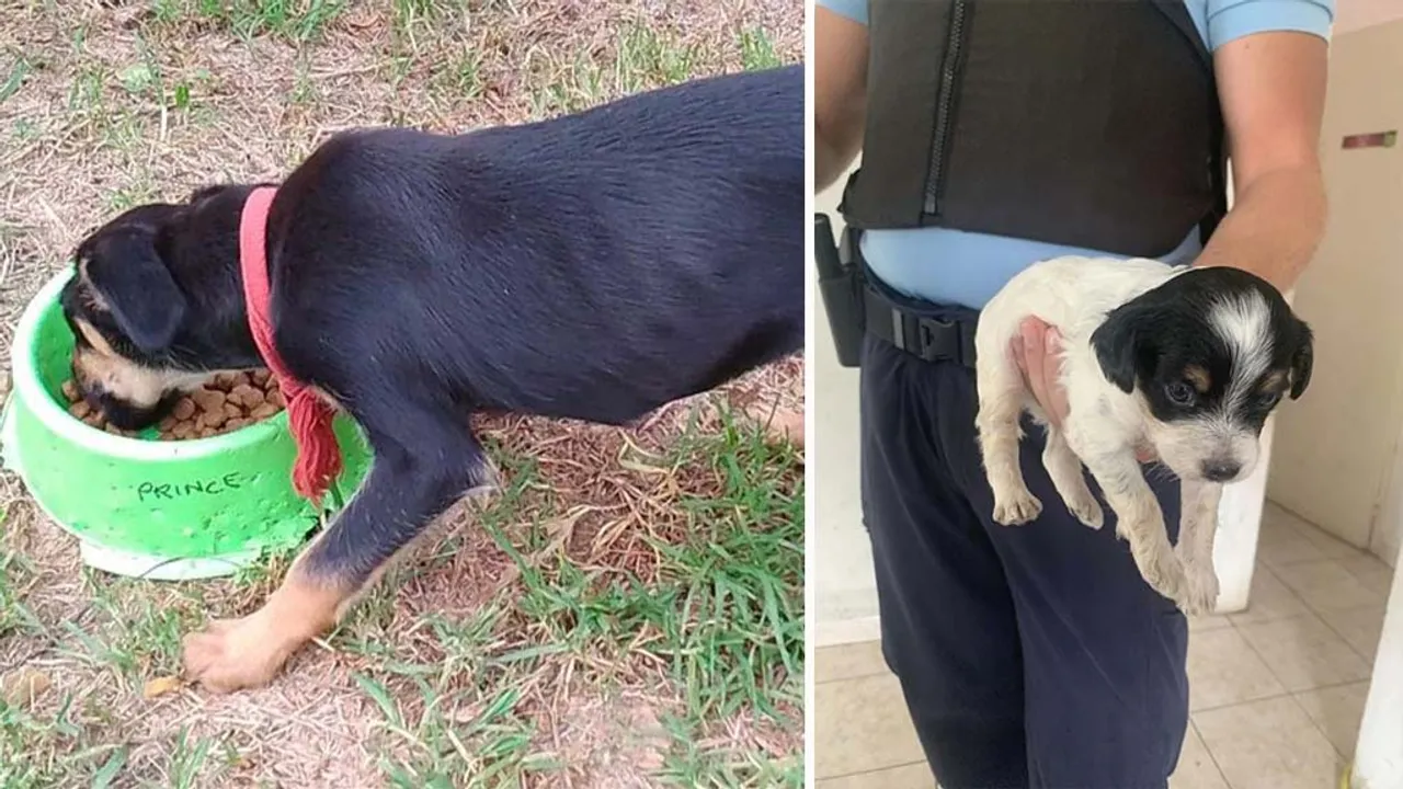 chiens sauvés tampon
