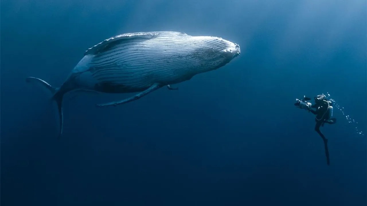 Baleine Photo David PARIS