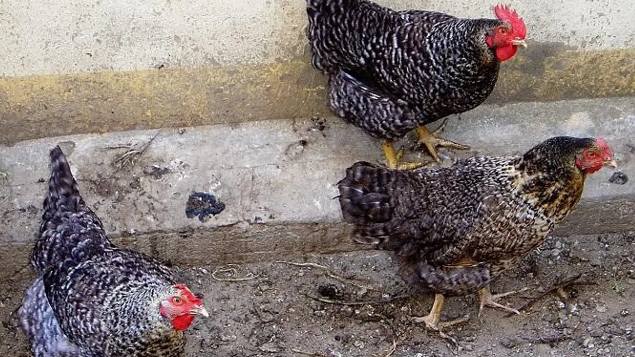 volaille poulet Avi-Pole
