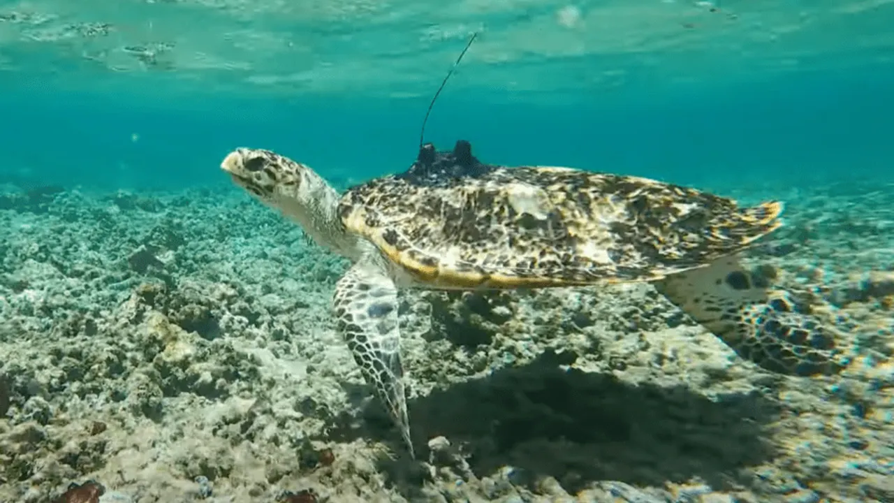 Tortue Ei Chloé