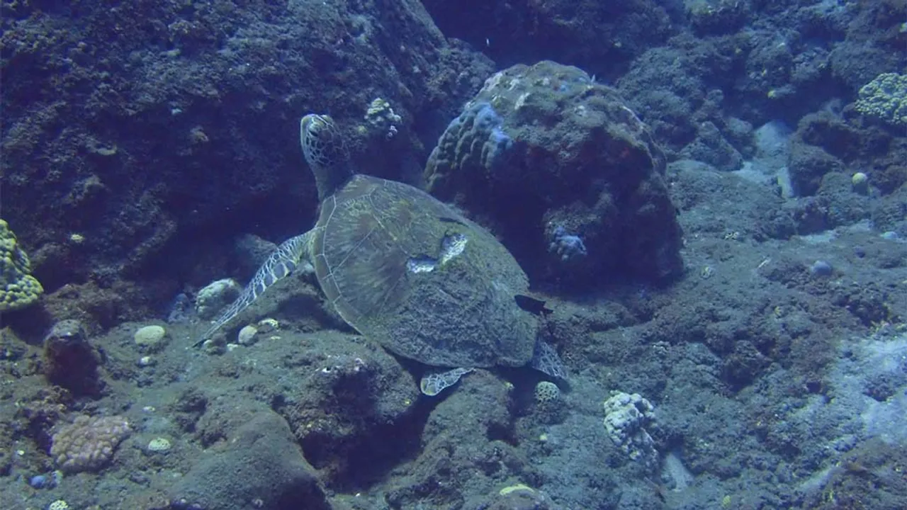 tortue blessée