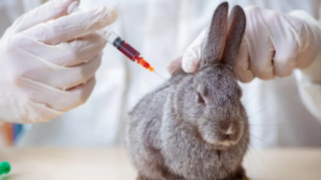 lapin vaccin