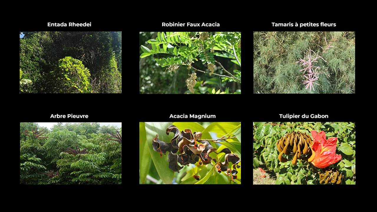 invasives3
