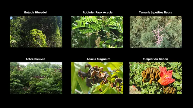 invasives3
