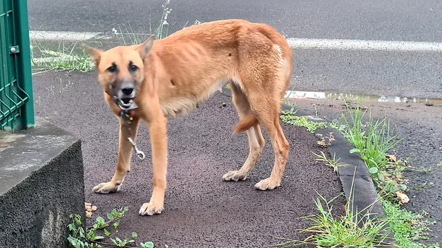 chien errant