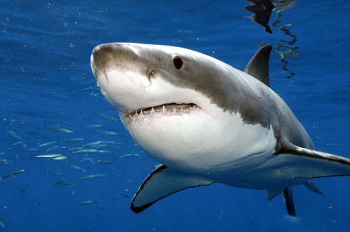 Vigies Requin