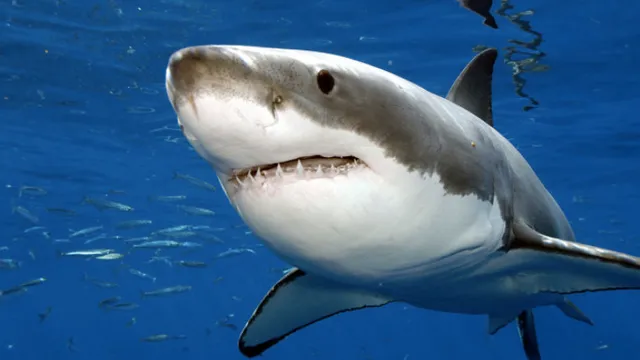 Requin Vigies Requin