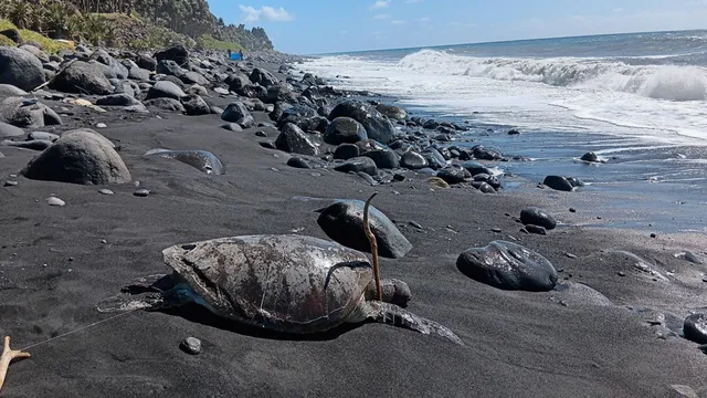 tortuuuue