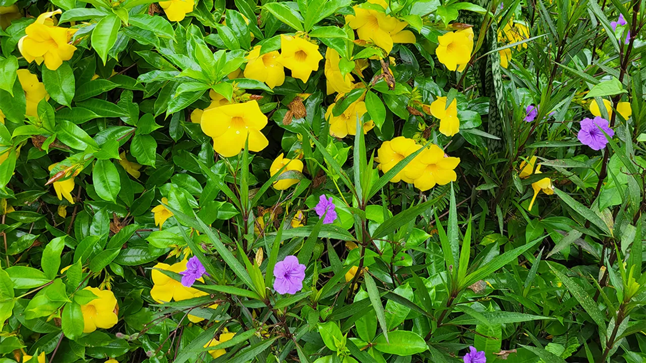 Jardin