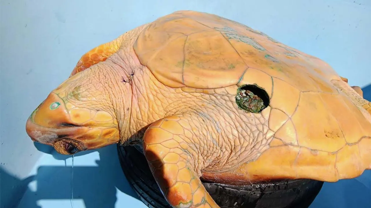 etrange blessure tortue kelonia
