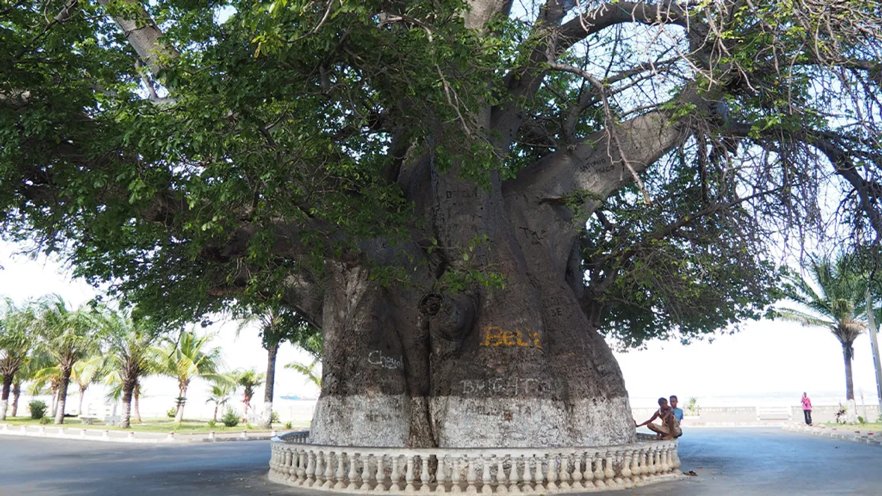 Baobab Majunga