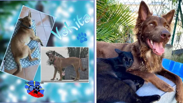 chiens tués