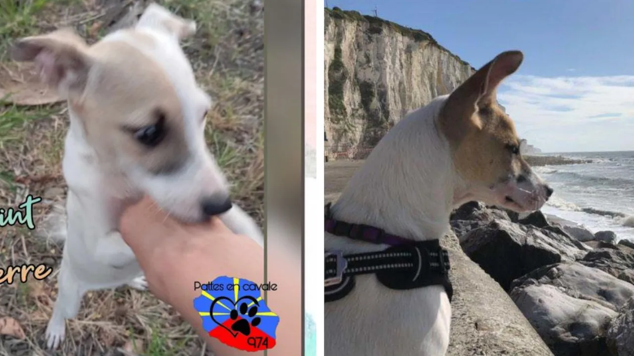 chien abandonné
