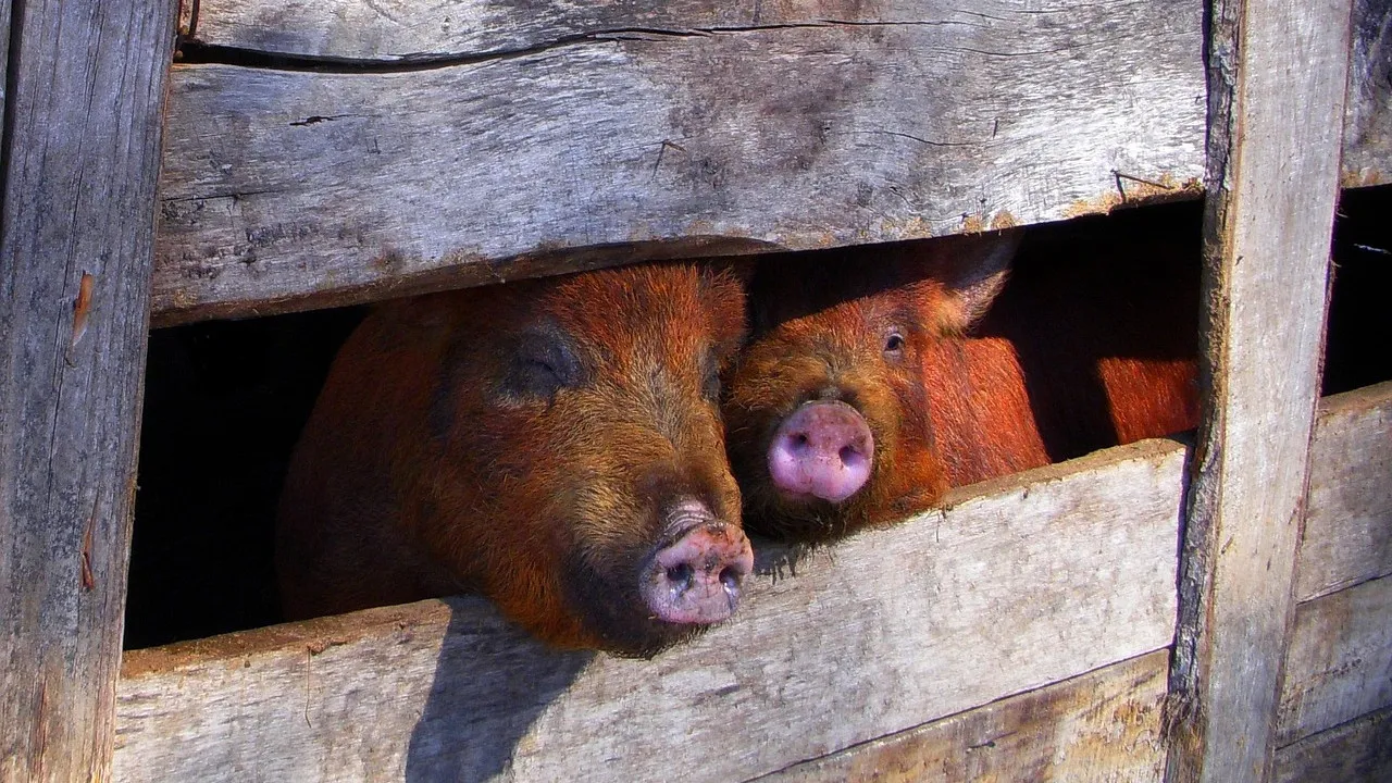 porcherie porc
