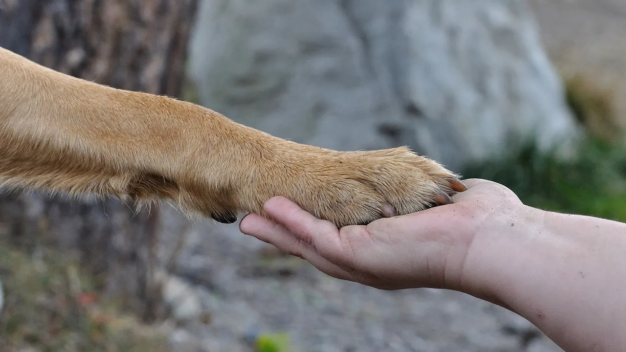 chien patte