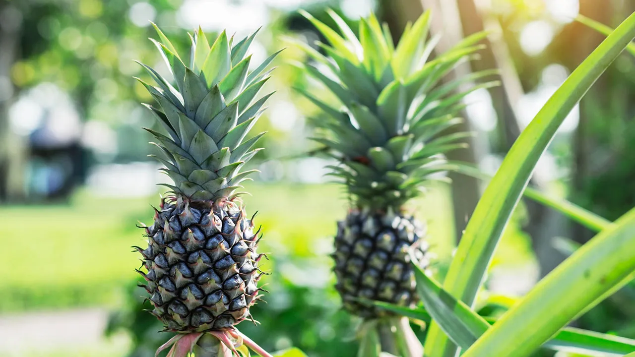 Ananas