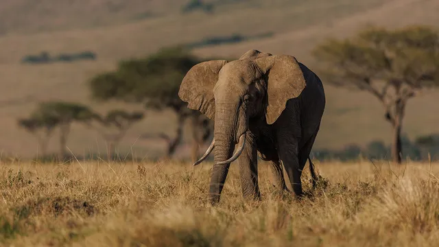 Elephant