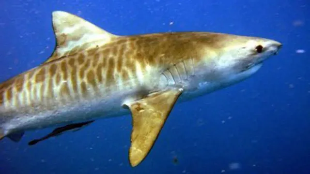 requin tigre