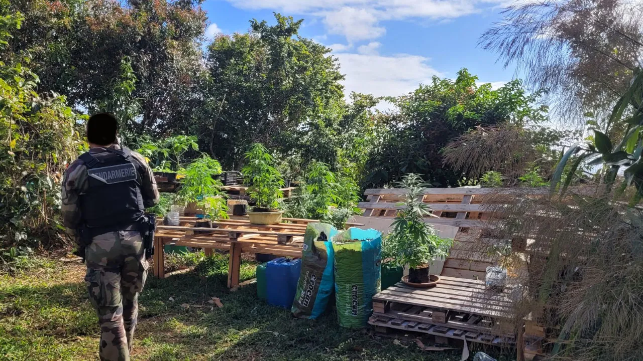 plantation zamal