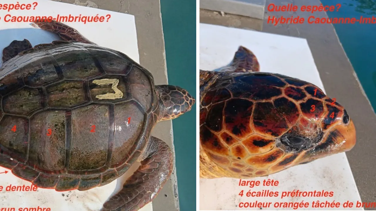 tortue hybride