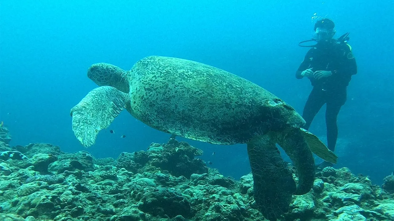 tortue