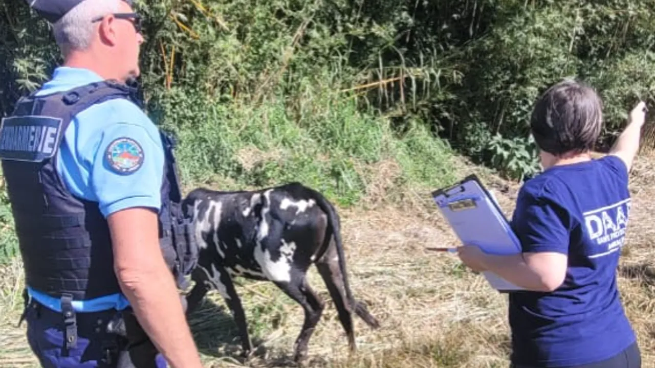 Capture d'écran 2024-08-03 133550