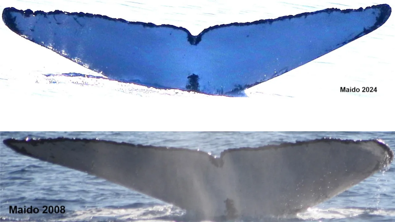 baleine maido
