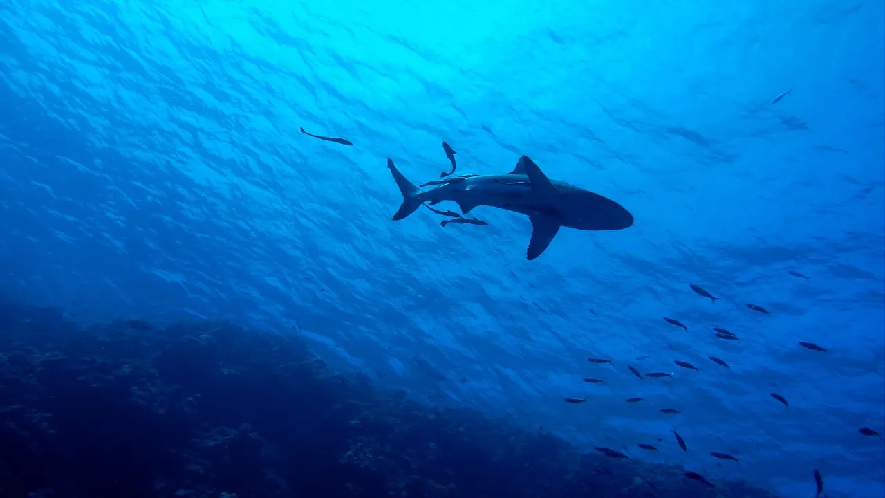 requin Un homme tué par un requin en Australie.