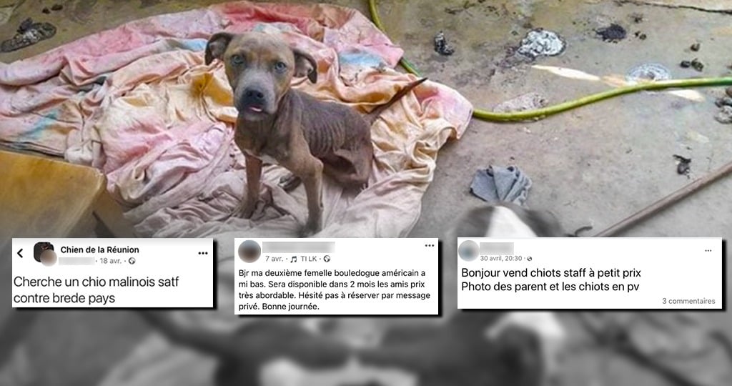 Les chiens servant à la reproduction sont souvent détenus dans des conditions déplorables