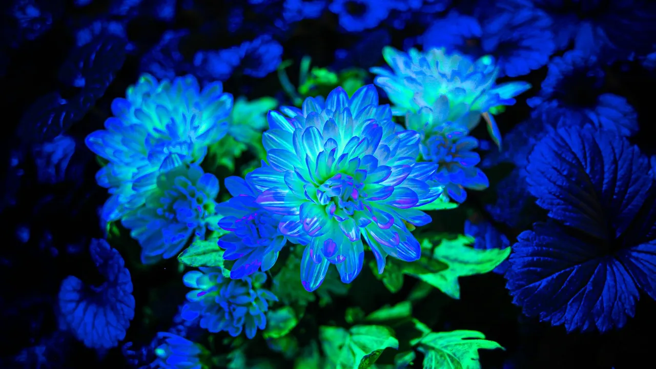Article 4 -FOCUS JARDIN 3 (wecompress.com)