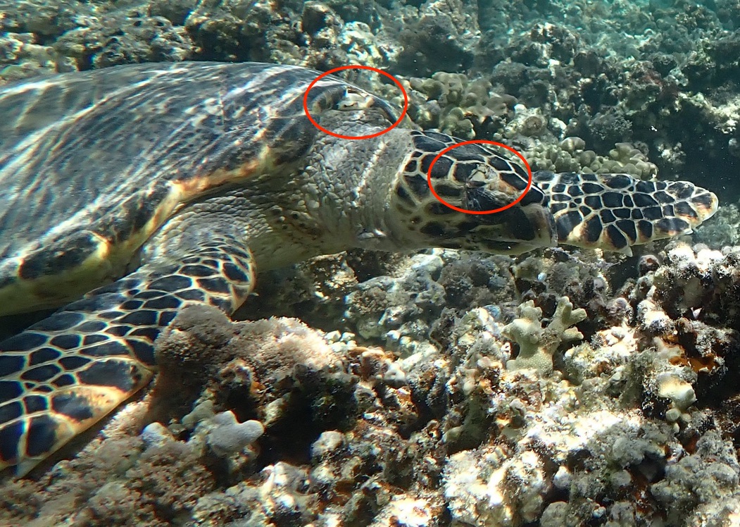 Tortue timile
